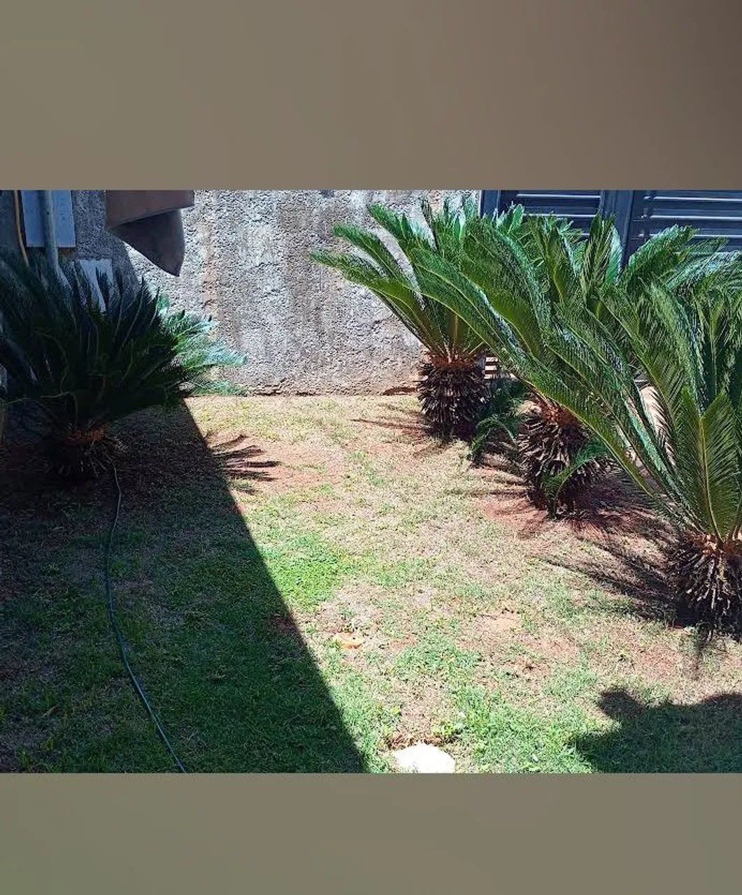 Jardinagem  - Foto 5