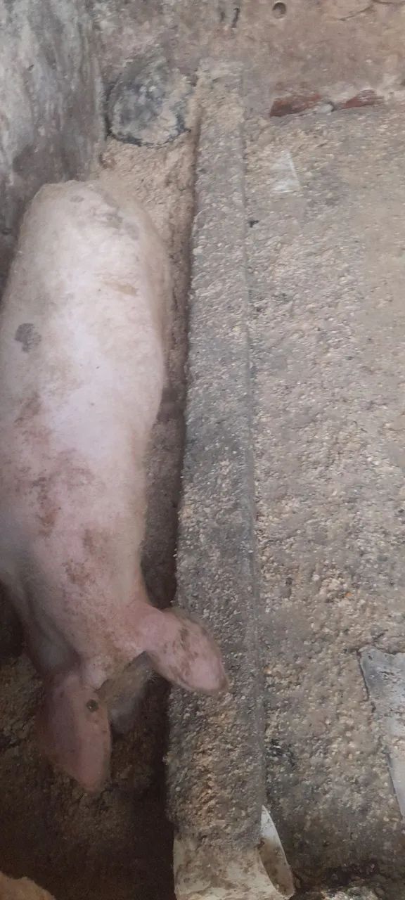 Porcos para venda  - Foto 4