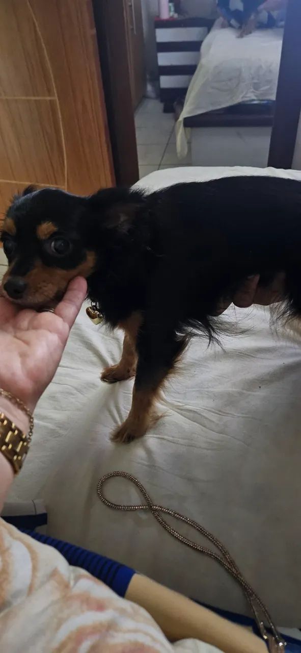 Chihuahua (namorar) - Foto 3