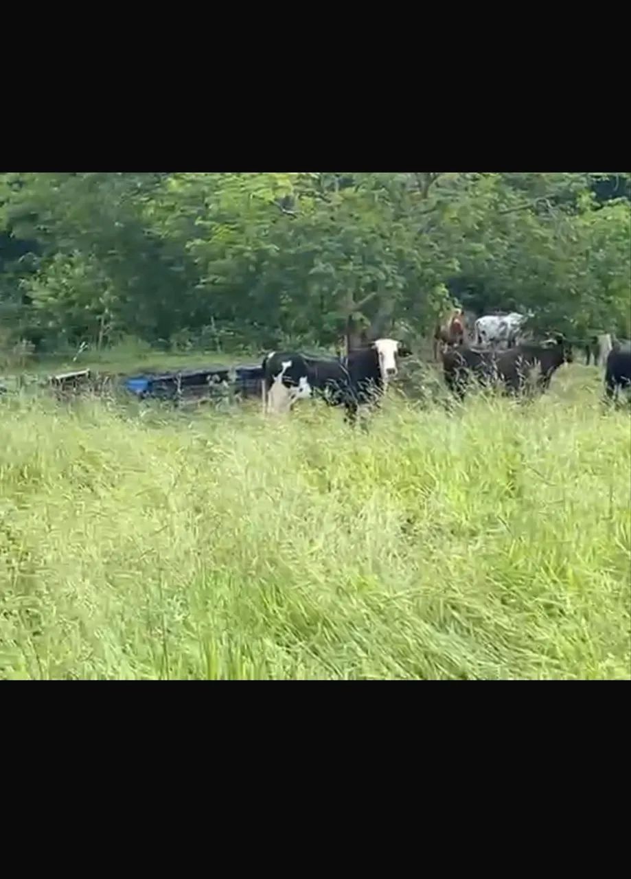 Fazenda dupla aptidão Gomendador gomes  - Foto 4