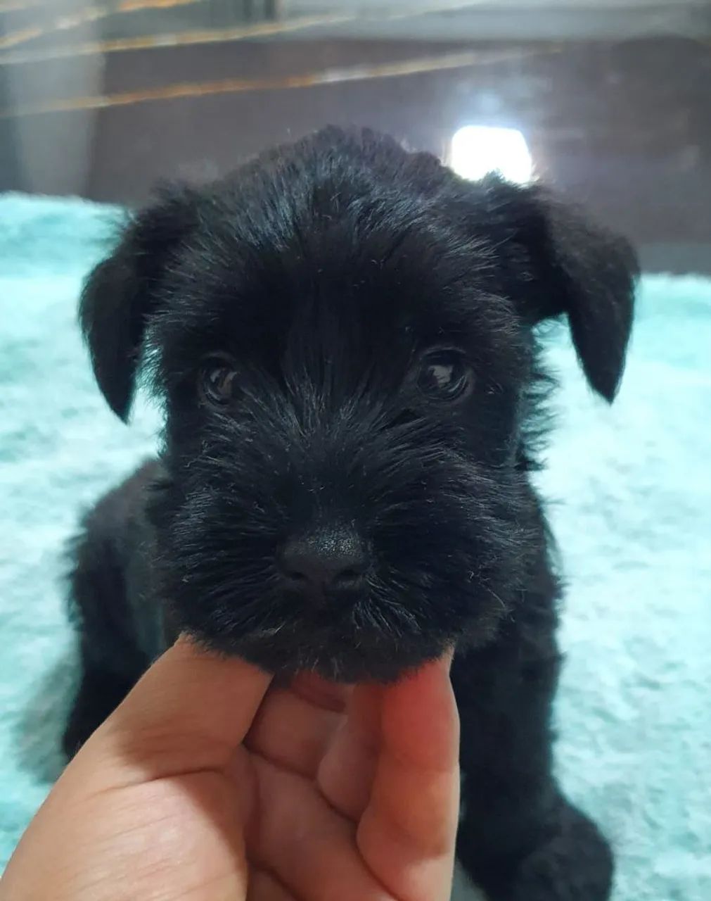 Belíssimo Filhotes Schnauzer Miniatura machos e fêmeas  - Foto 6