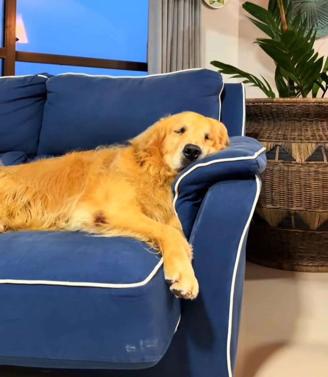 Doando Golden  - Foto 3