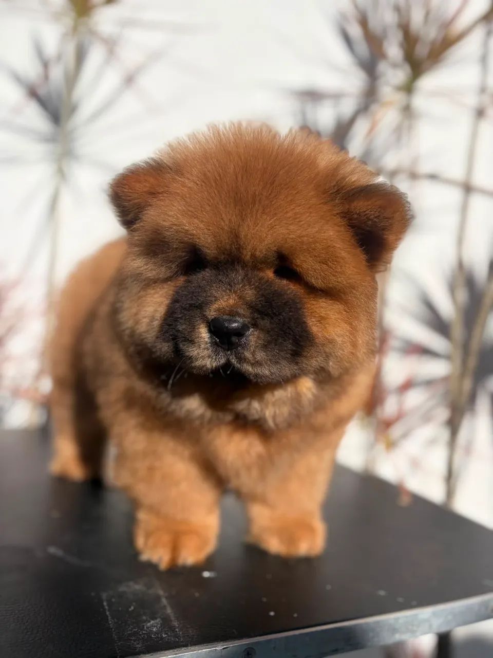 PROMOÇÃO - CHOWCHOW - Foto 3