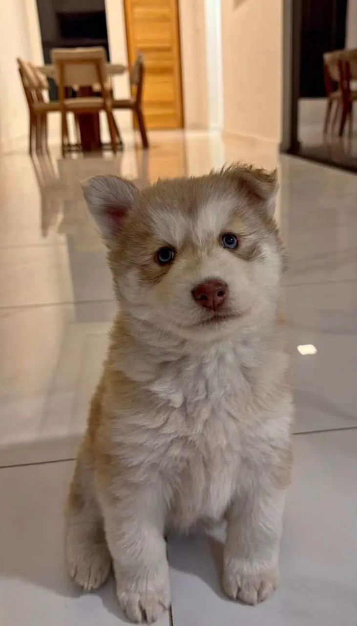 Cachorro bebê para doação  - Foto 4