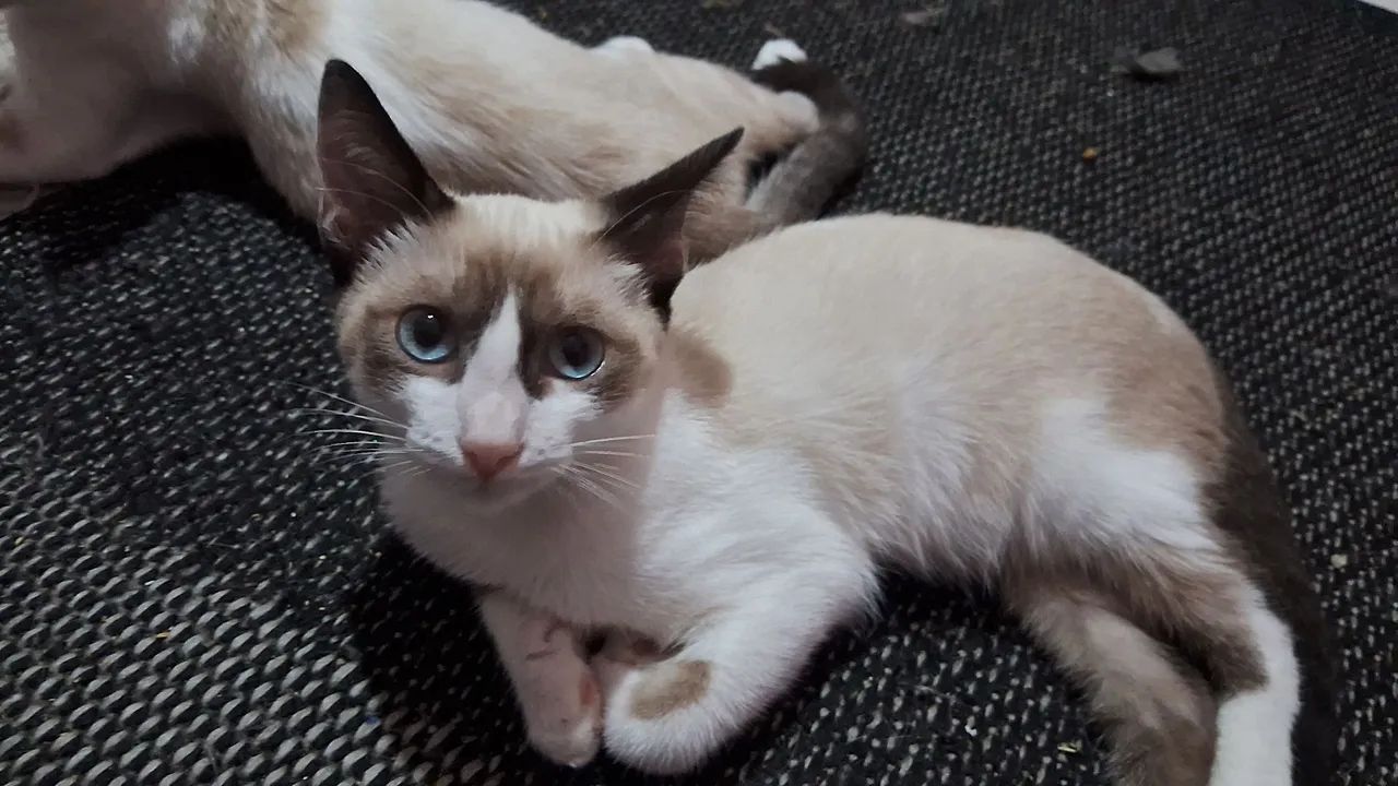 Gatinhos para adoção  - Foto 4