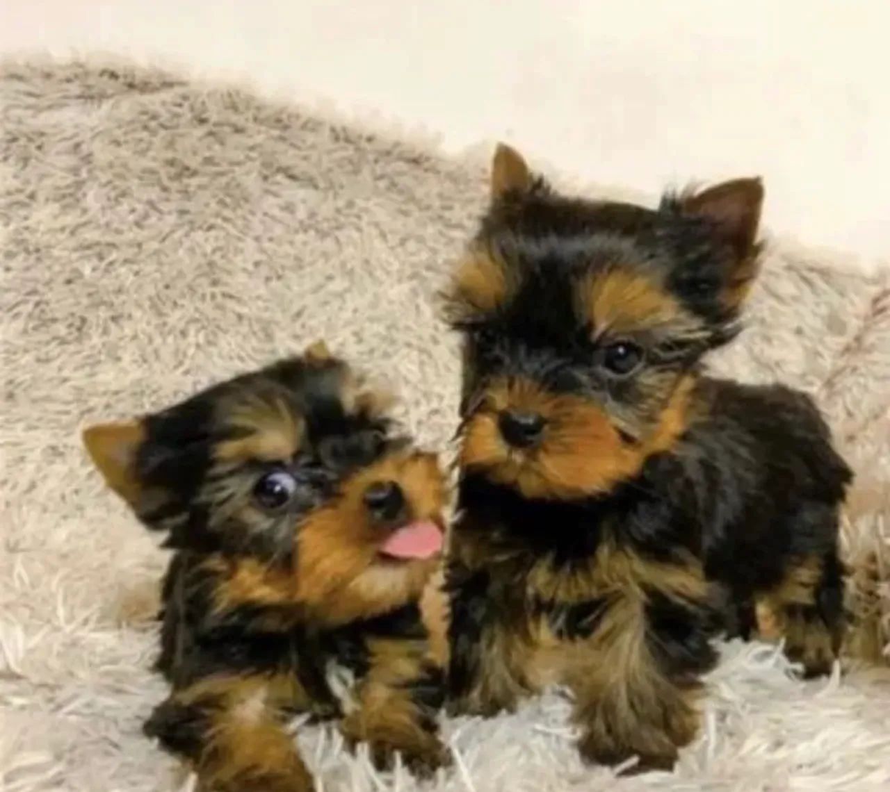Yorkshire Terrier Filhote