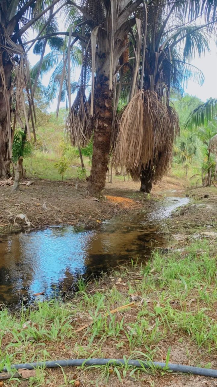 Foto - Boa Vista - Centenário