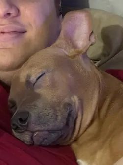 American Bully Pocket