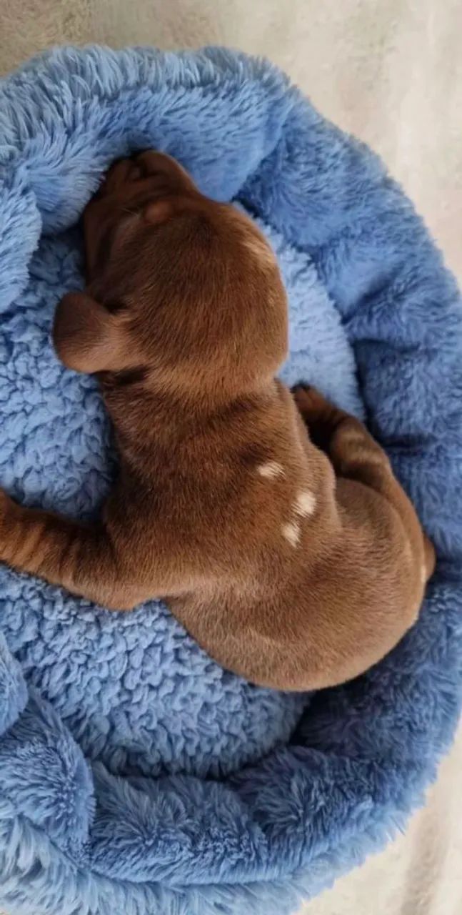 Dachshund fêmea e macho - Foto 3