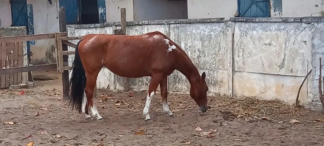 Linda égua Paint Horse, REGISTRADA por 12 Mil.