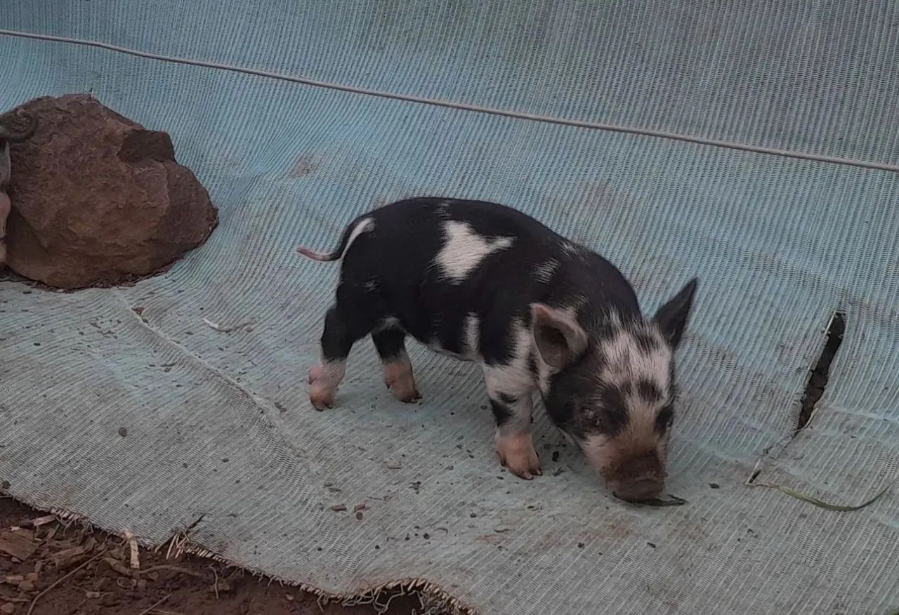 Mini porcos  - Foto 3