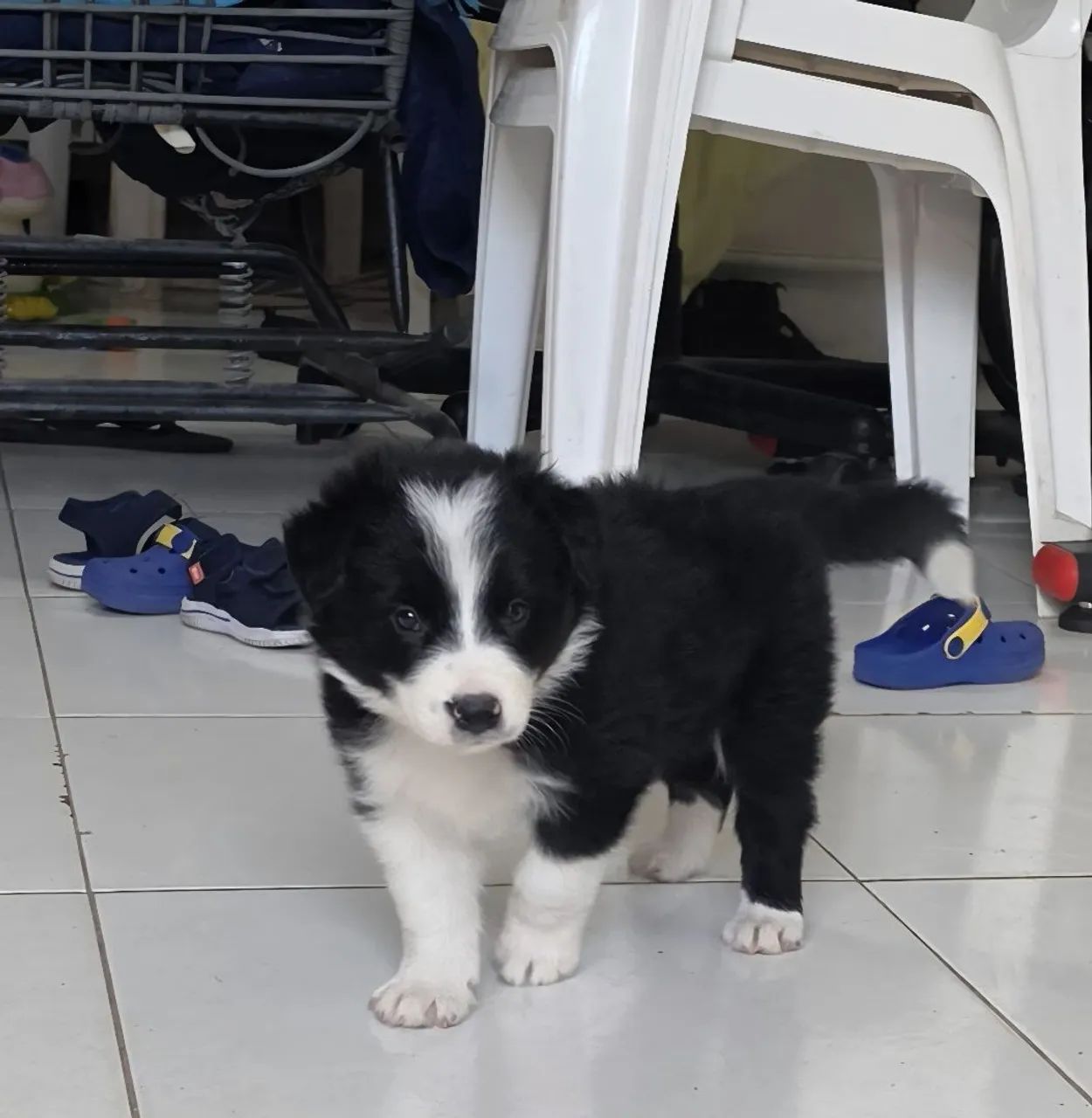 Border collie 
