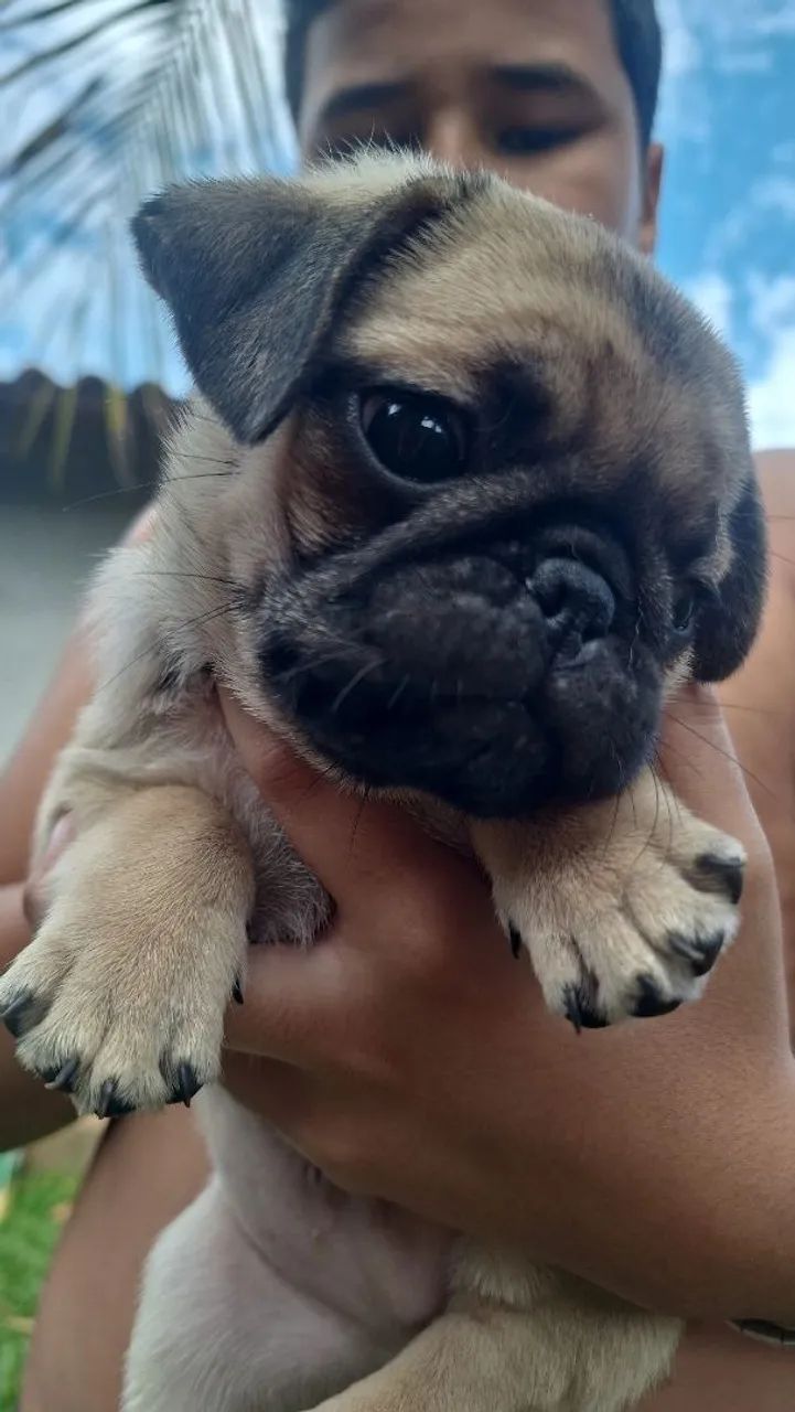 Filhotes de pug - Foto 4