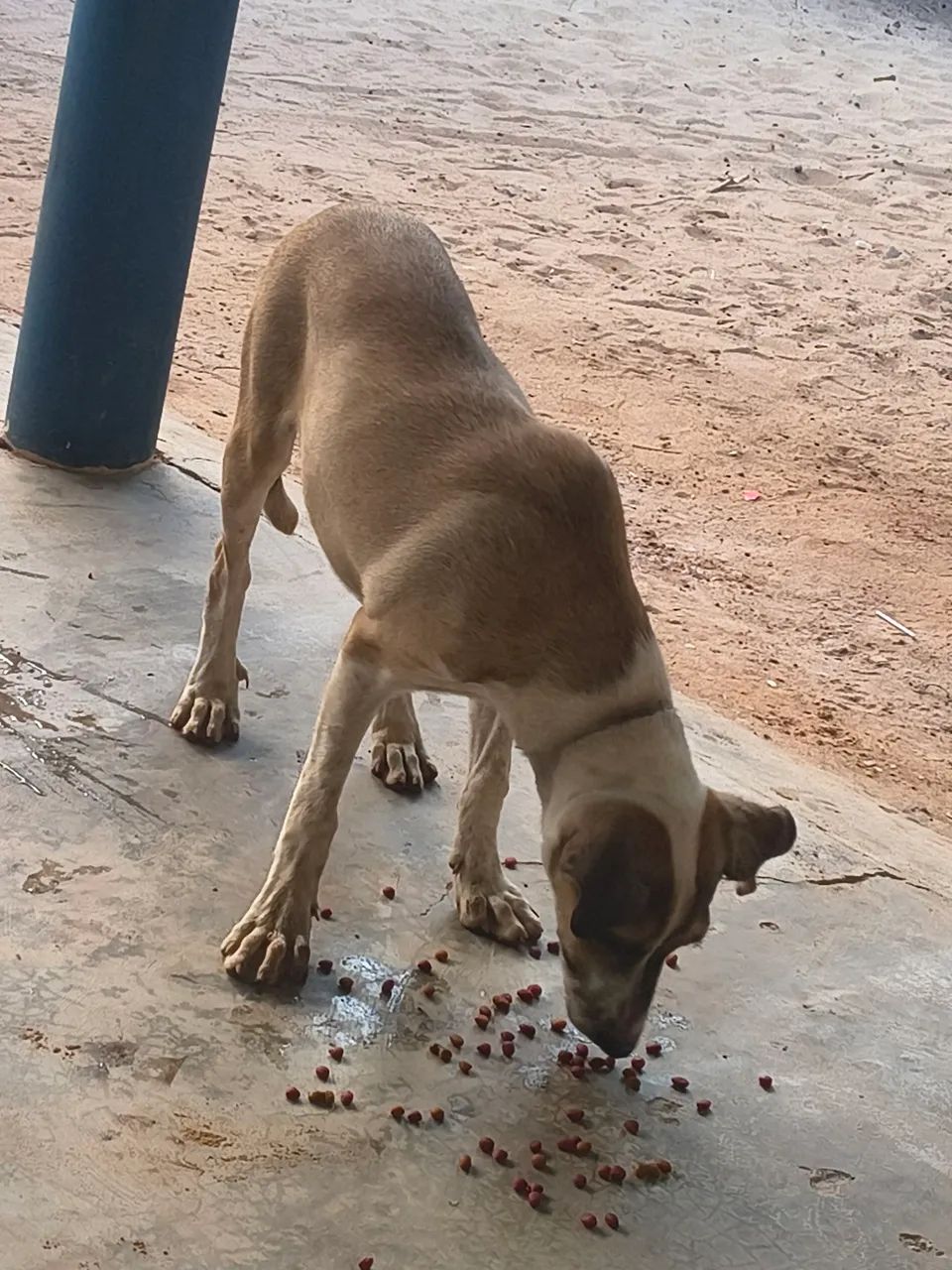 Cadela para doação! - Foto 2