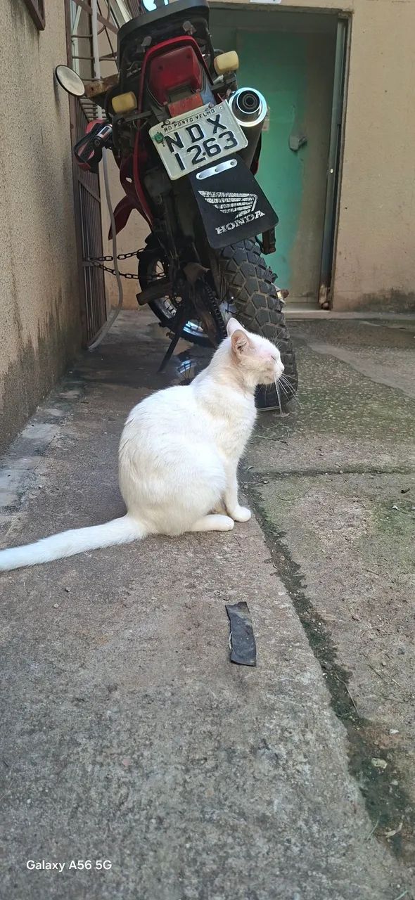 GATINHA  - Foto 2