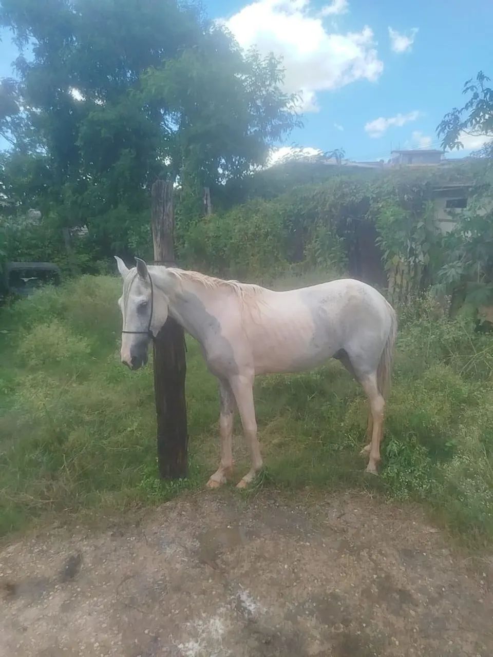 Cavalo castrado  - Foto 2