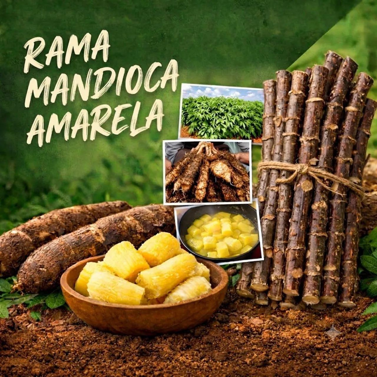 Rama mandioca 