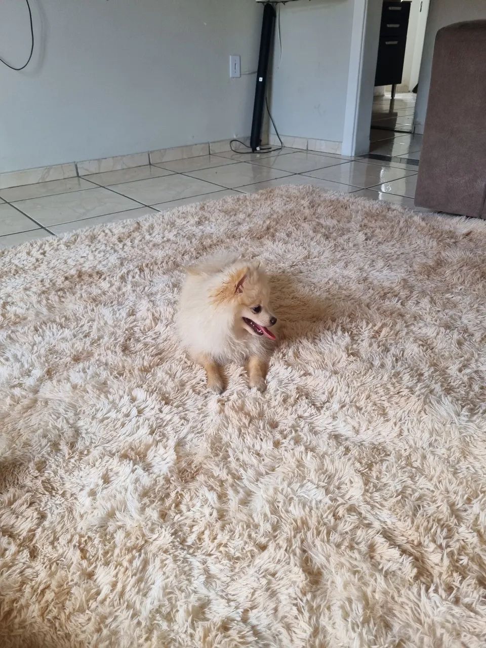 Spitz Alemão - Foto 5