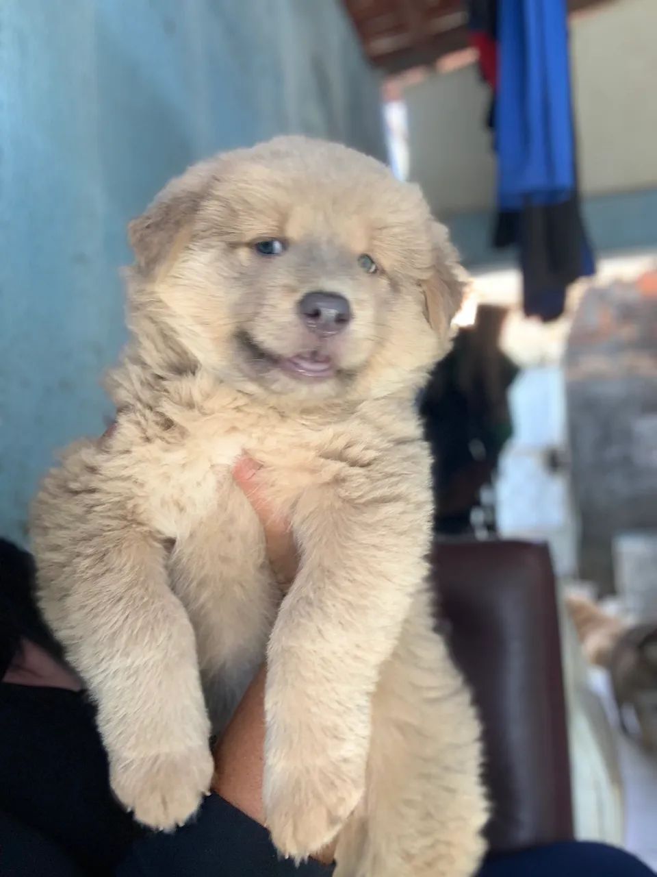 Pet - Foto 2