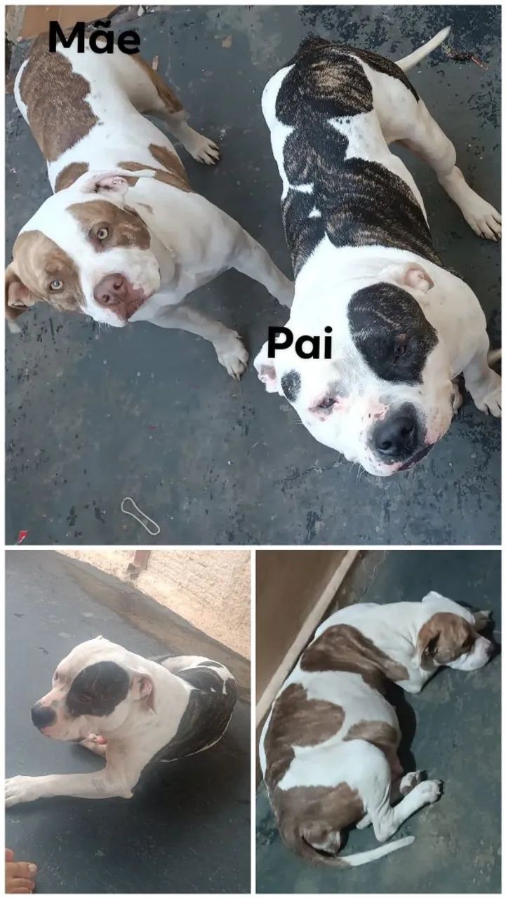 Filhotes de Pitbull  - Foto 4