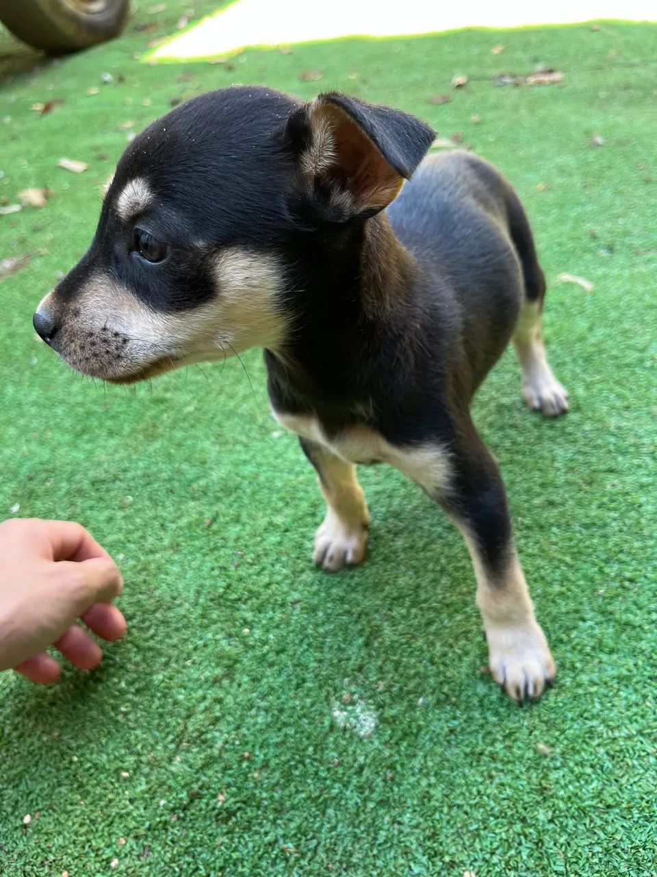 Doação de cães filhotes  - Foto 4