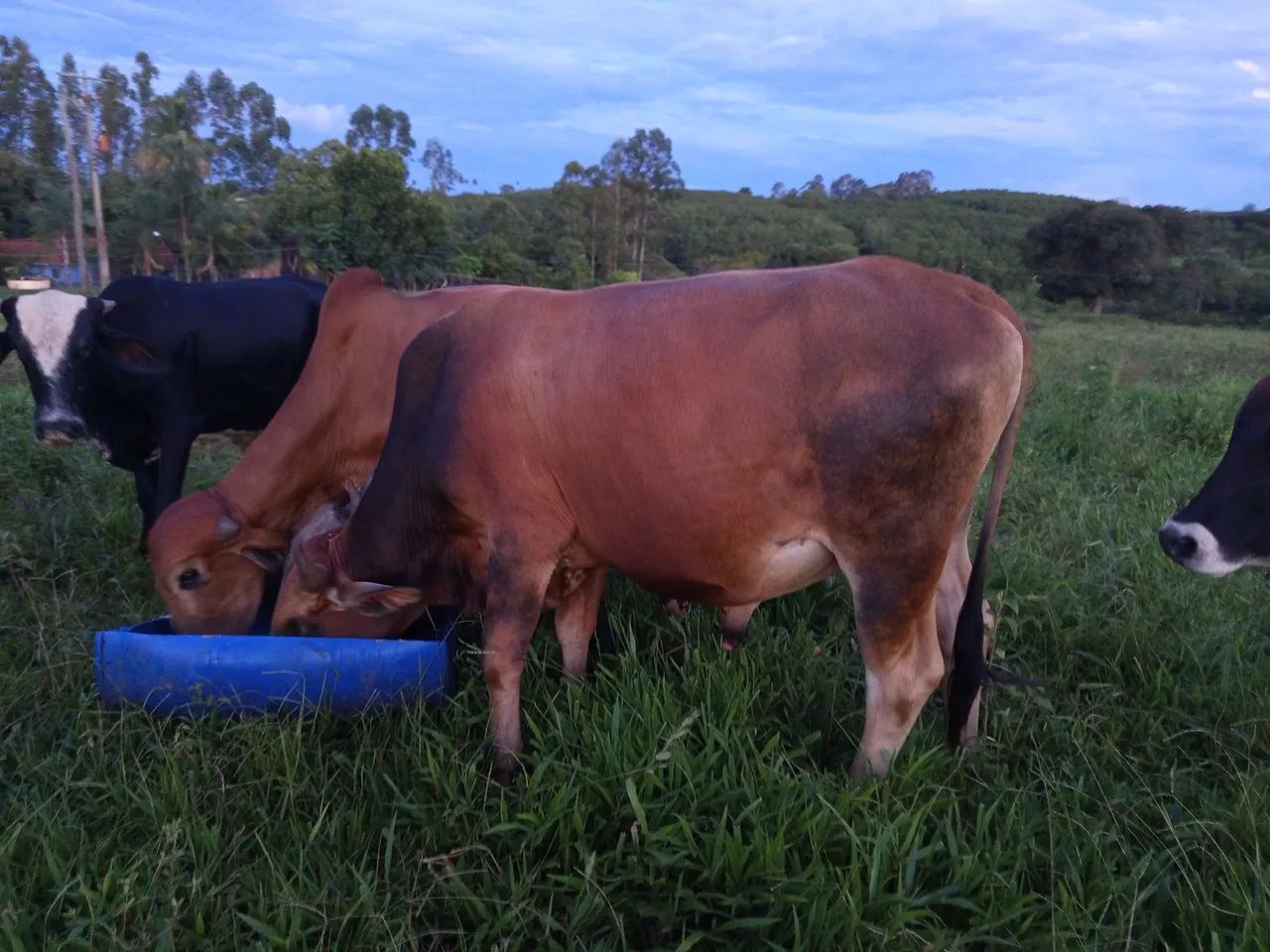 Bois gordos para acabamento - Foto 5