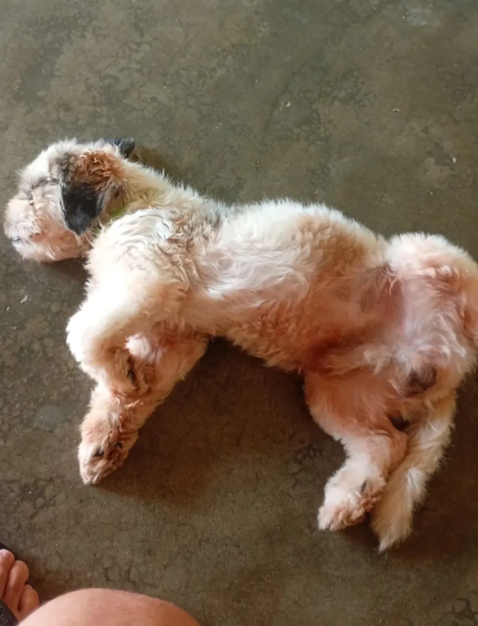 Cachorro shitszu  - Foto 2