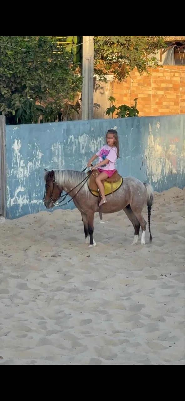 Vendo pônei fêmea 6 anos, rosilha, ótima para criança, mansa de tudo.  - Foto 4
