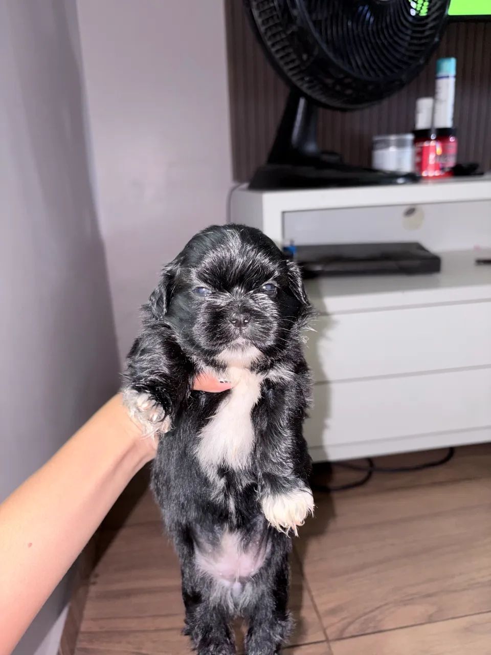 Cachorro shih Tzu