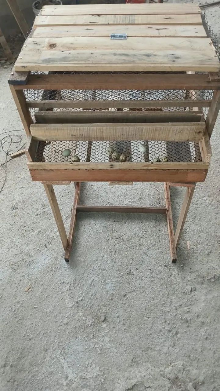 Viveiro para codornas 