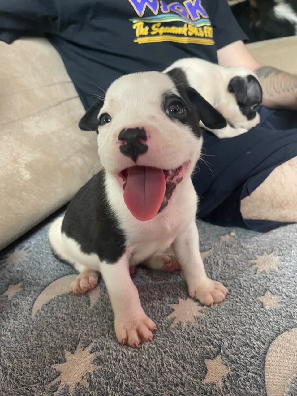 Lindos filhotes de pitbull  - Foto 3