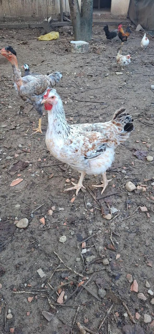 Galinha GSB - Foto 2