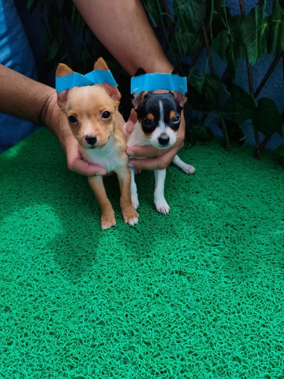 Pinscher macho e fêmea companheiros e espertos - Chame no WhatsApp