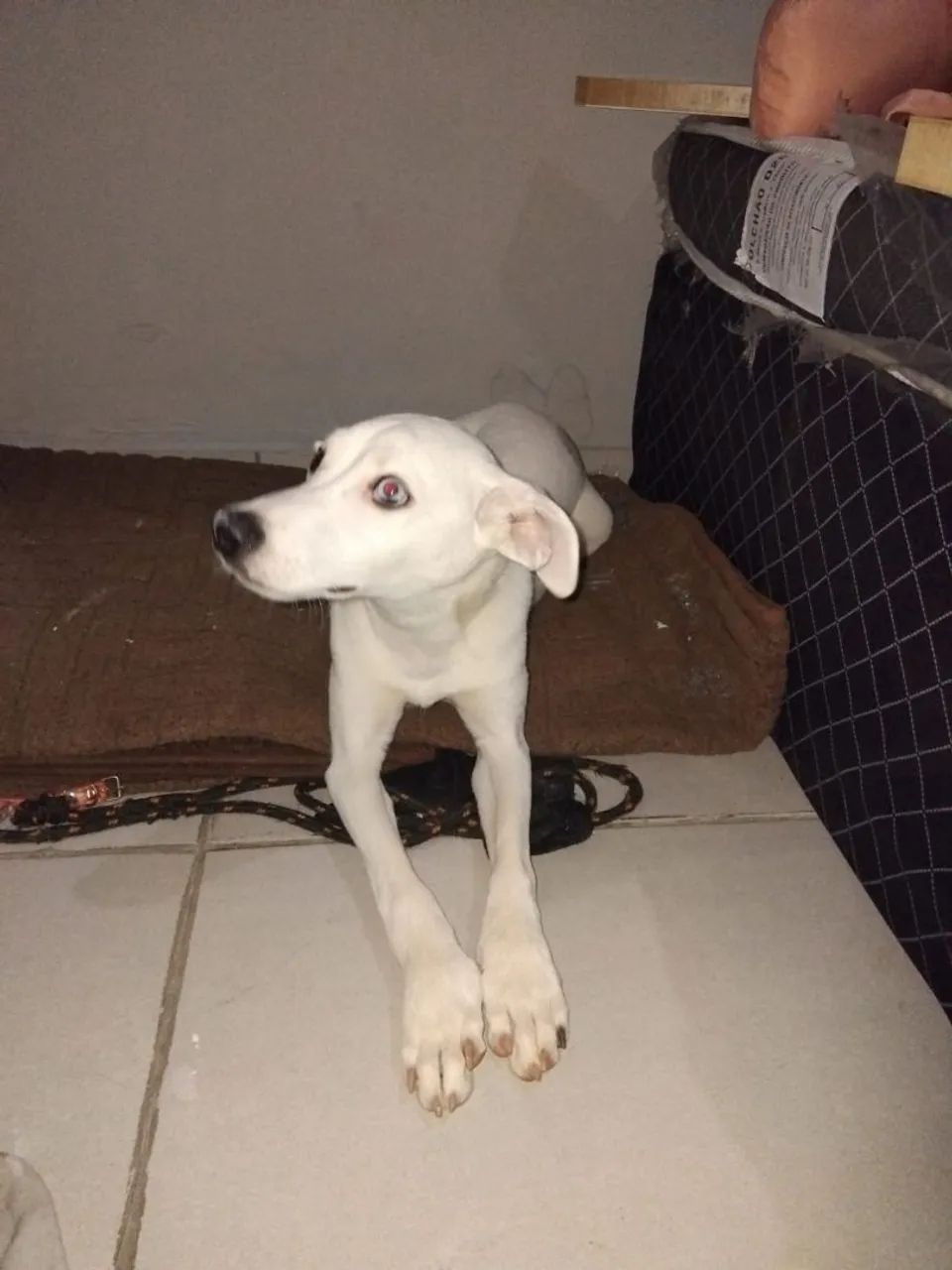 ADOÇÃO RESPONSÁVEL PENÉLOPE  - Foto 2