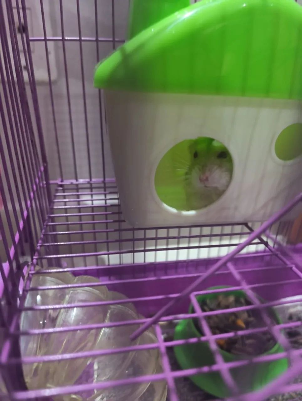 Hamster?  - Foto 4