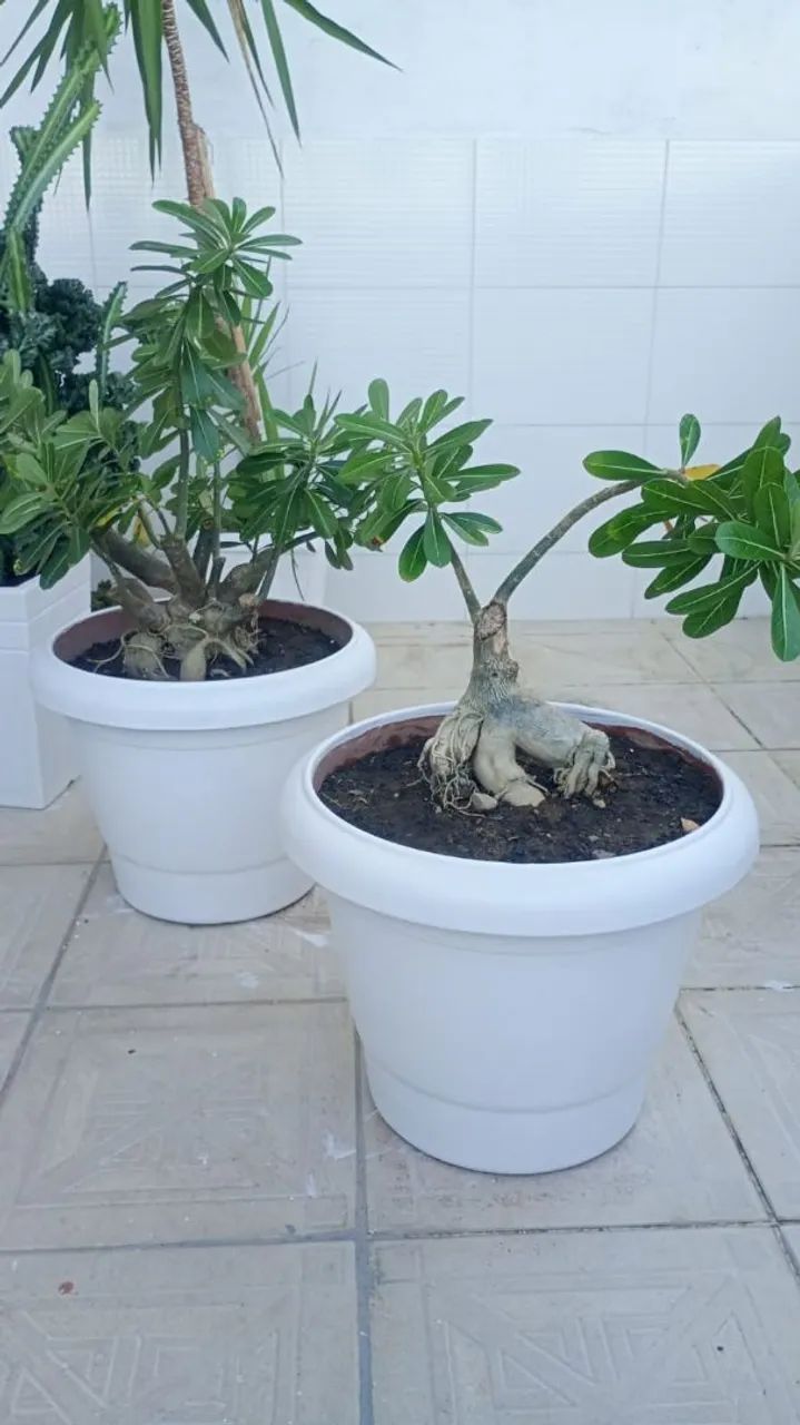 Vaso de planta 