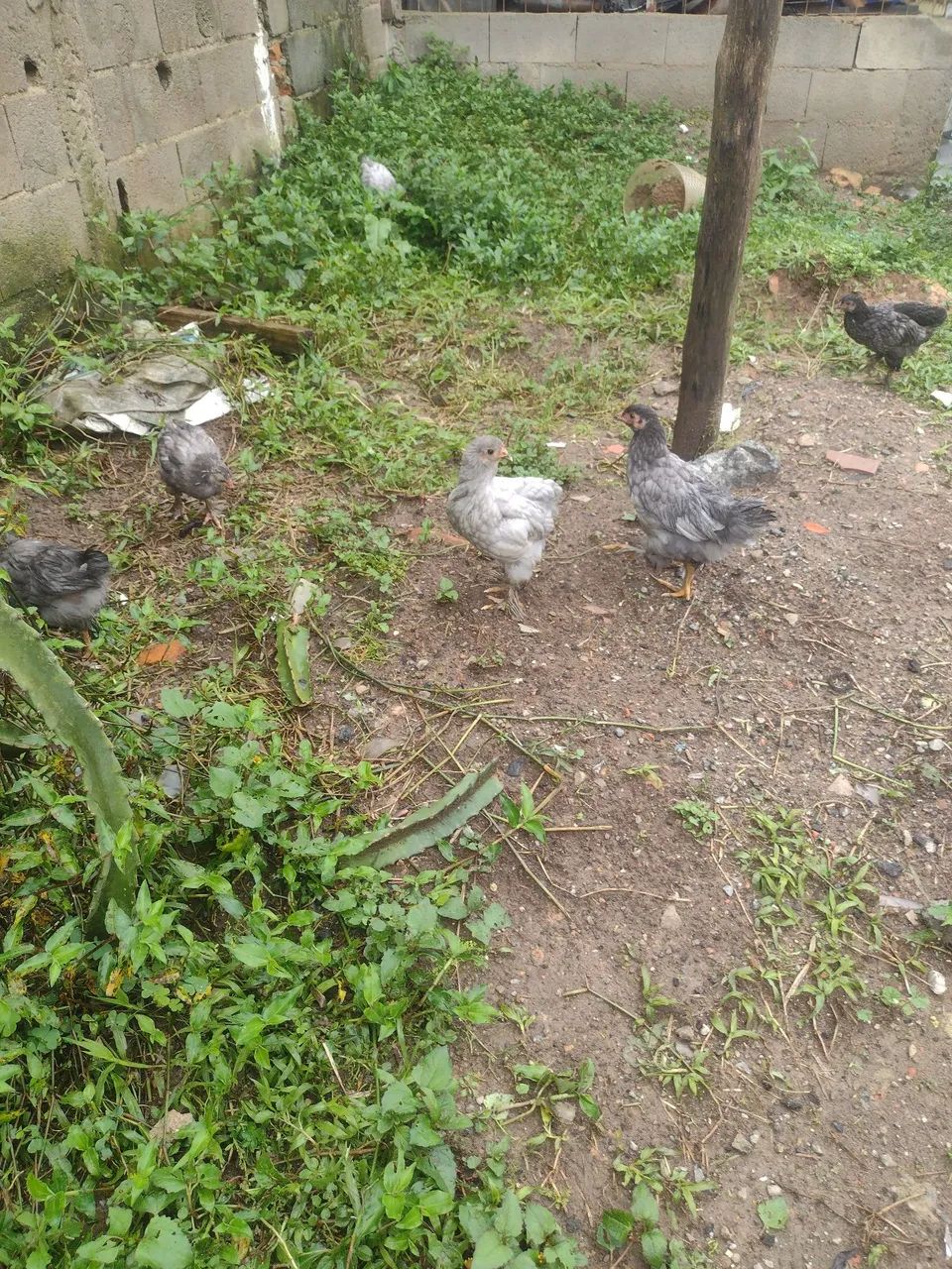 Venda de aves - Foto 4