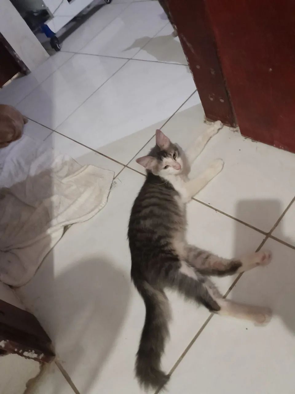 Adoção  - Foto 5
