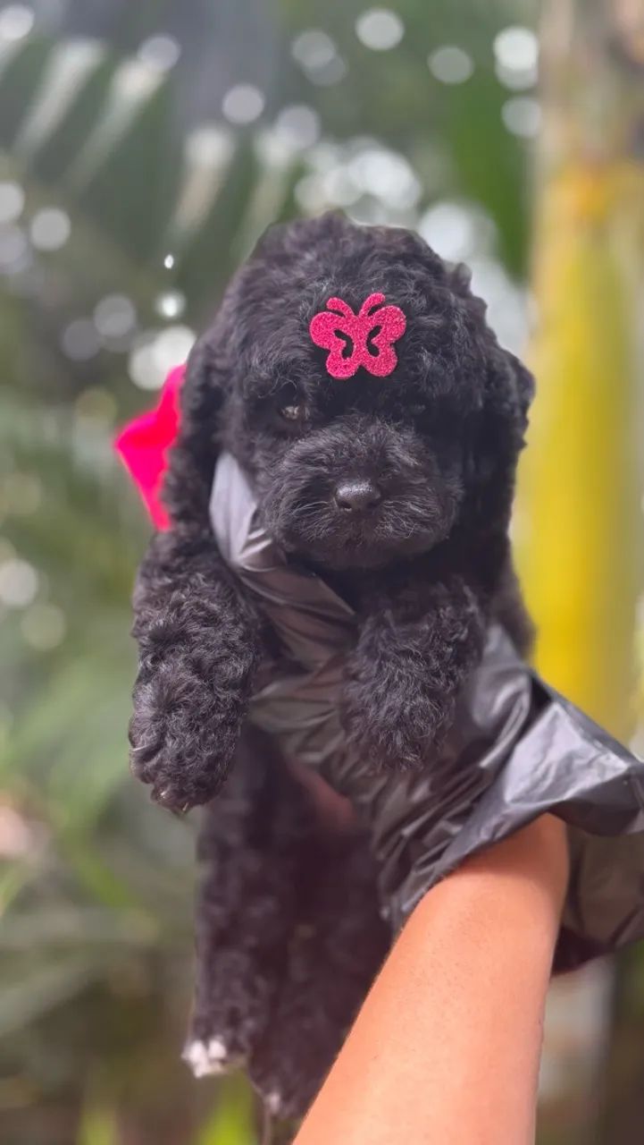 Poodle macho e fêmea  - Foto 4