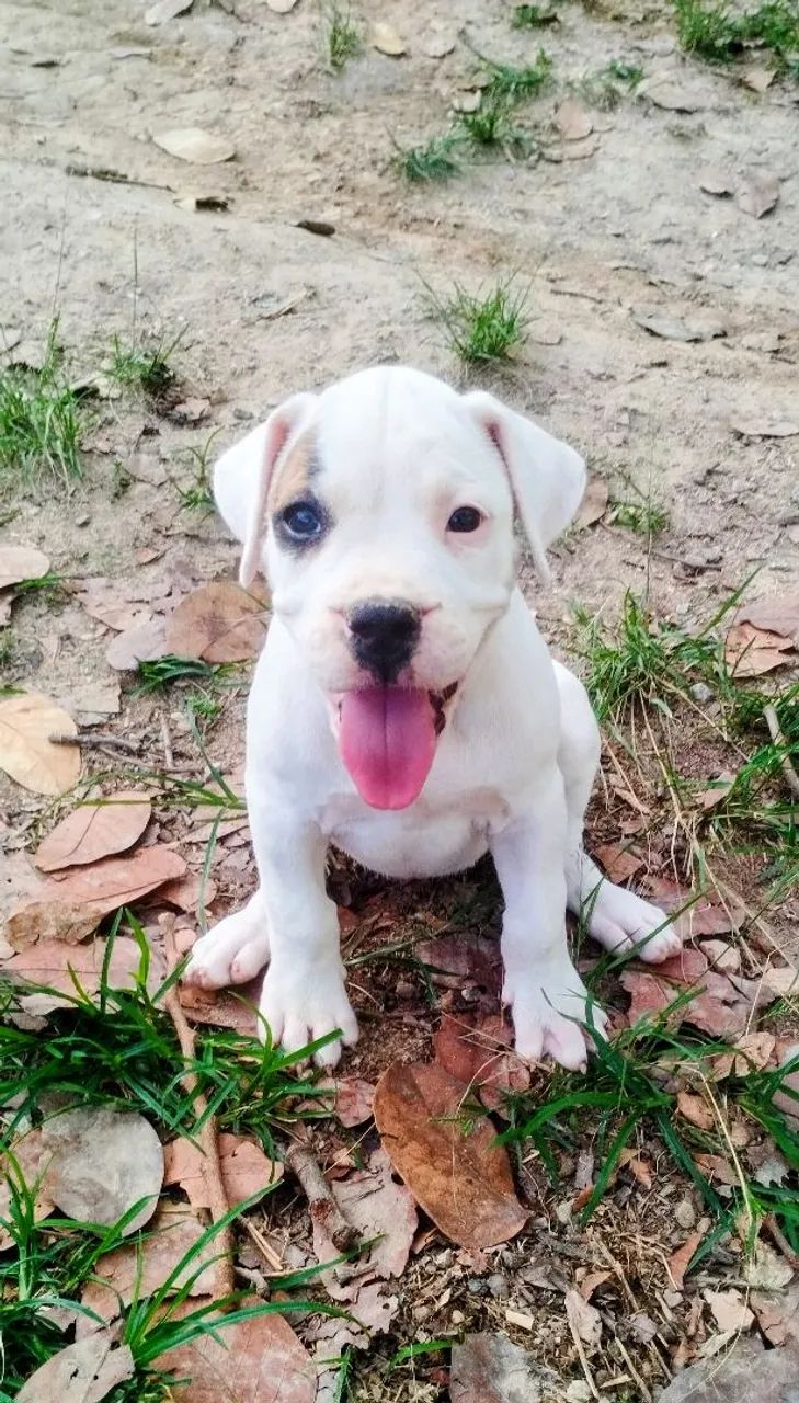 DOGO ARGENTINO PEDIGREE  - Foto 3