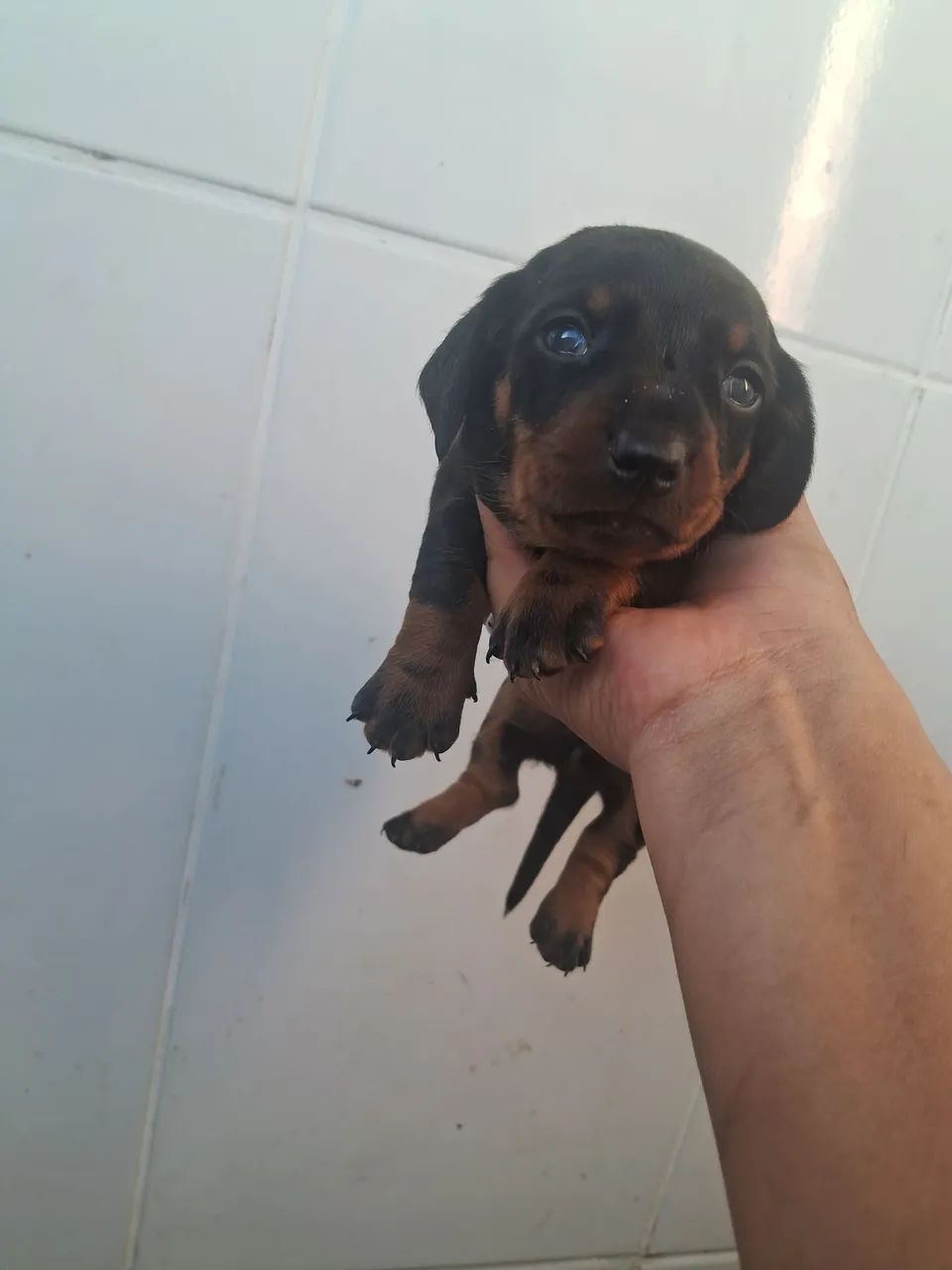 Basset dachshund  - Foto 2