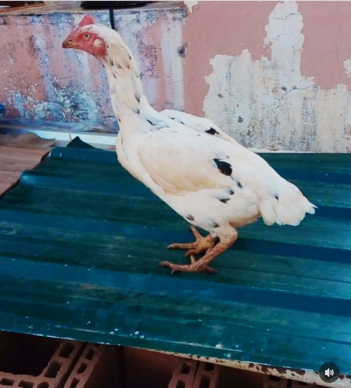 Frangas e galinhas índia pura ótima linhagem - Foto 2