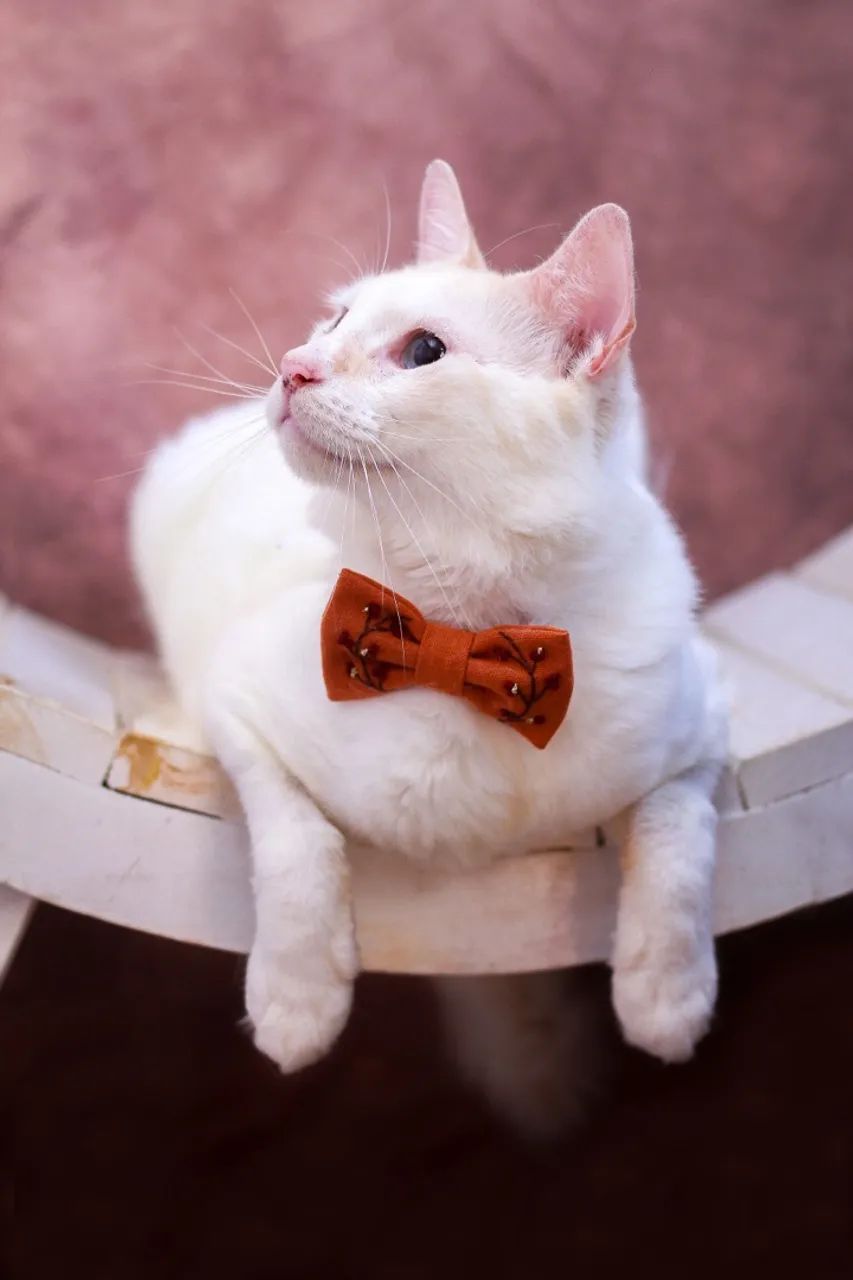 Gatinhos para adoção responsável  - Foto 6