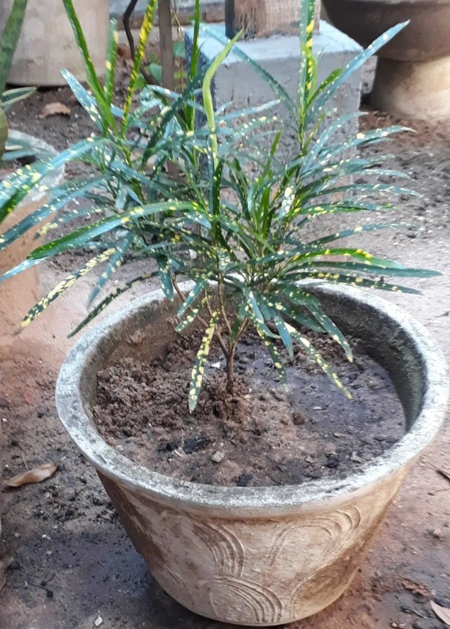 Jarros Diversos