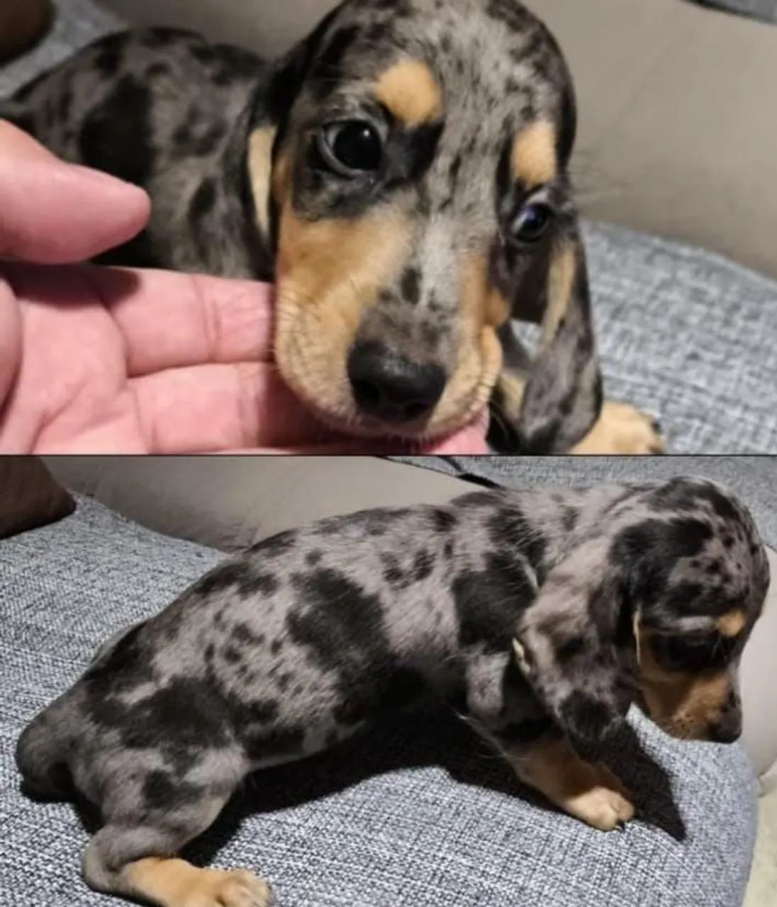 Basset Alerquin MACHO PRONTA ENTREGA 