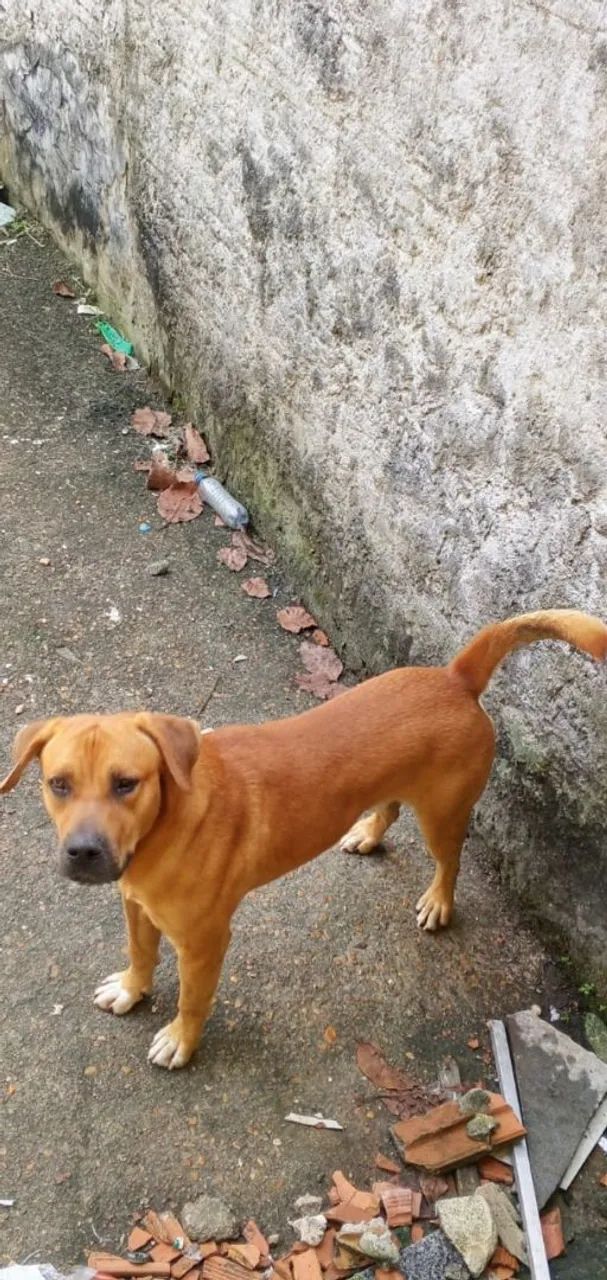 Cachorro  - Foto 2