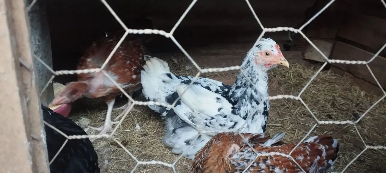 Vende-se franguinhos melhorados genéticamente - Foto 4