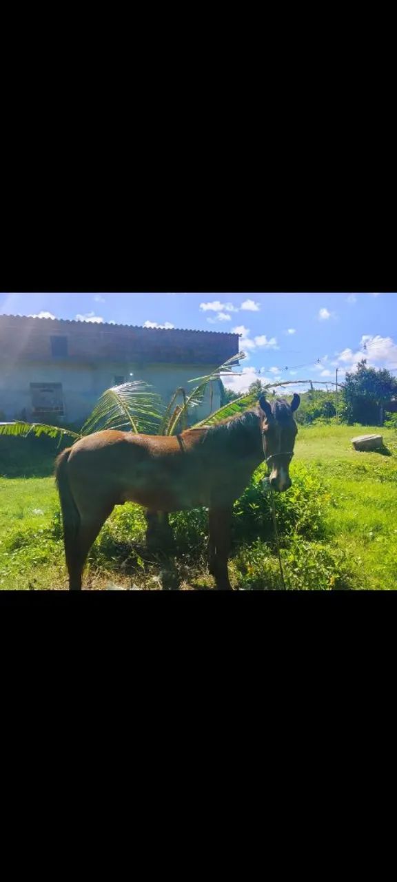 Cavalo  - Foto 2