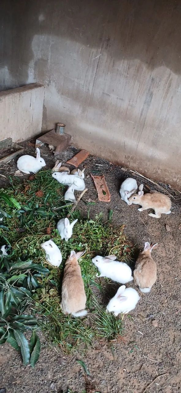 Filhote de coelho  - Foto 4