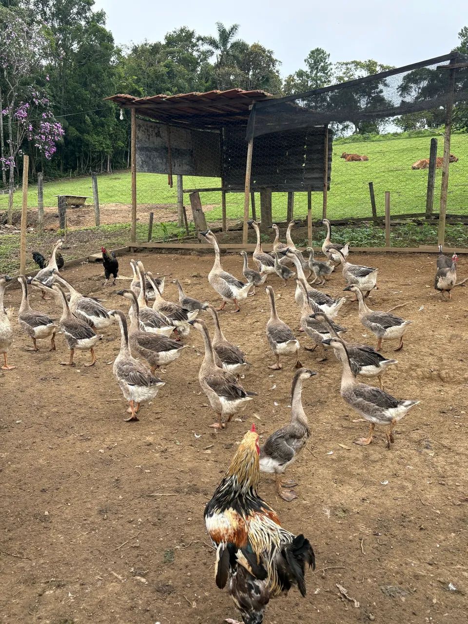 Ganso africano  - Foto 3